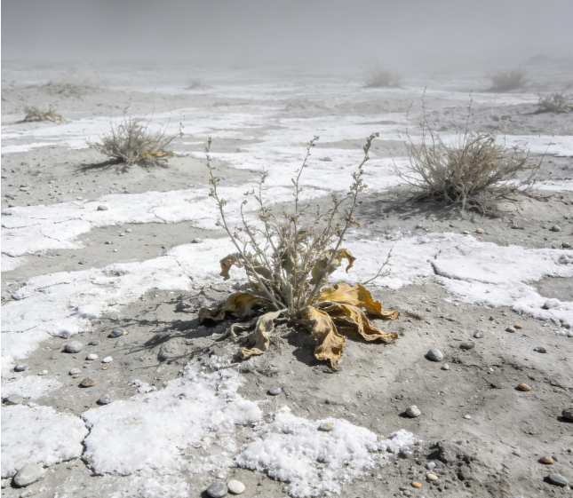土壤鹽分電導(dǎo)率測(cè)定儀